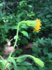 Arnica parryi
