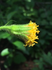 Arnica parryi