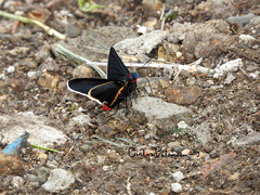 Mysoria affinis