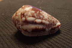 Conus catus