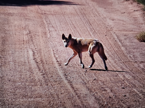 Dingo