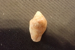 Maculastrombus maculatus