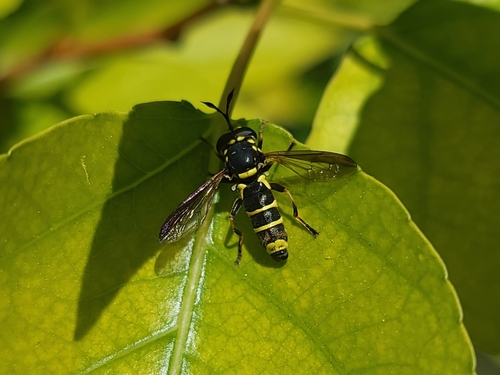 Unknown species found near Meridian, ID, USA