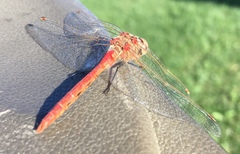 Sympetrum costiferum