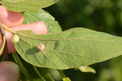 Celticecis pubescens