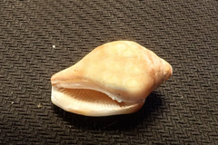 Maculastrombus maculatus