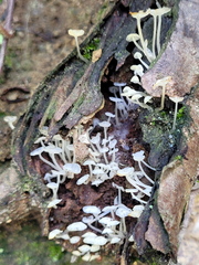 ヒメシロウテナタケ