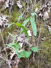 Penstemon laxiflorus