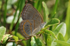 Neonympha areolatus
