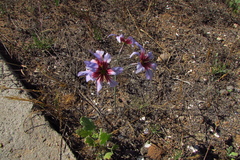 Leucocoryne purpurea
