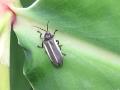 Pyrogaster moestus
