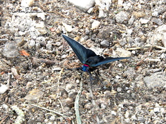Mysoria affinis