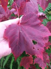 Acer rubrum image