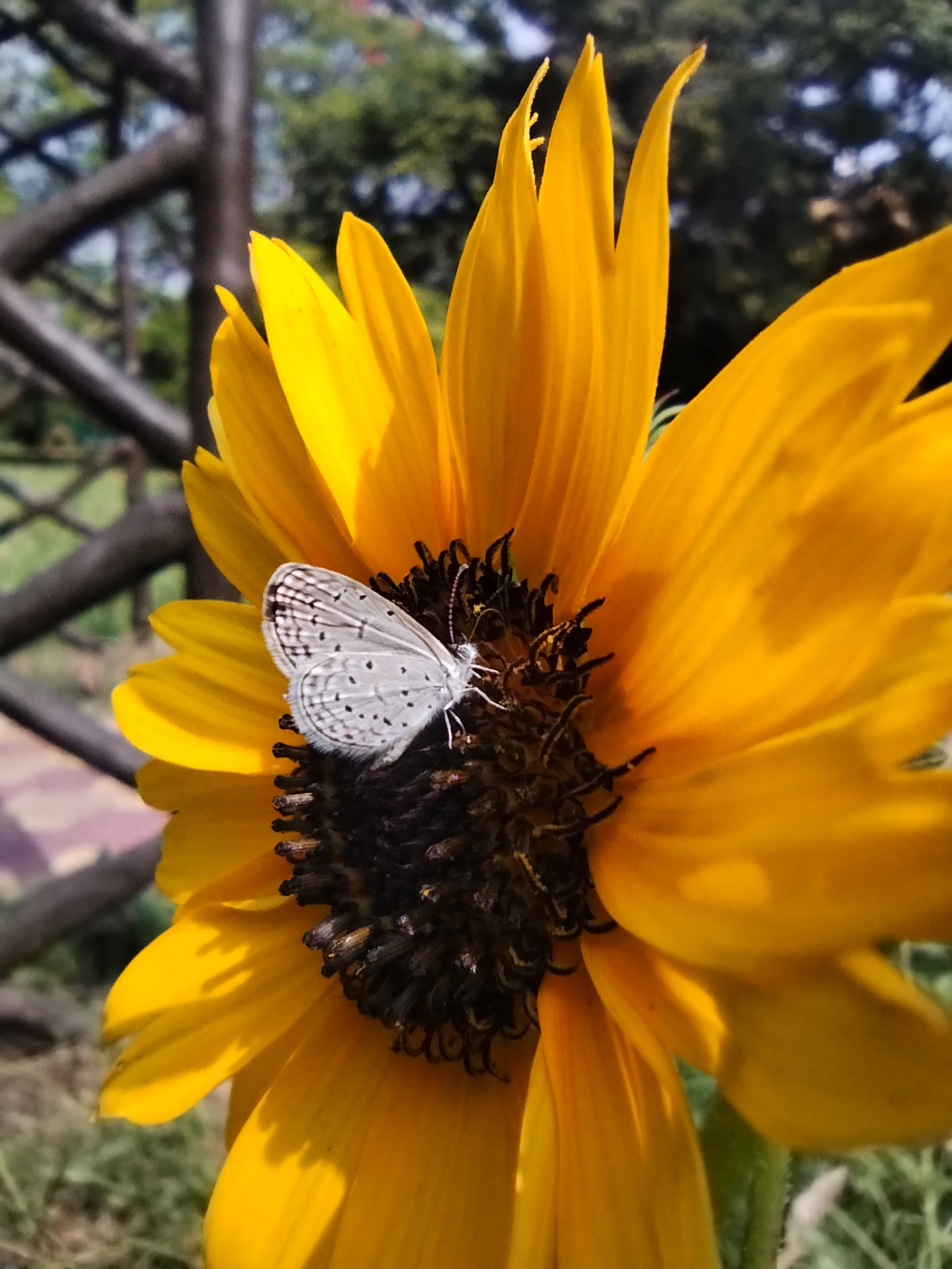 Tiny Grass Blue