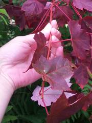 Acer rubrum image