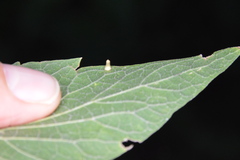 Celticecis aciculata