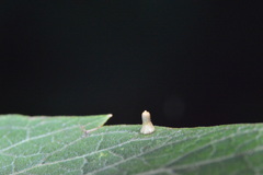 Celticecis aciculata