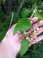 Viburnum cassinoides image