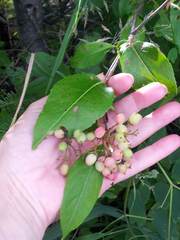 Viburnum cassinoides image
