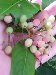 Viburnum cassinoides image