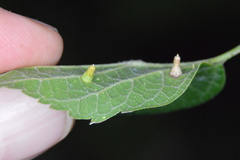 Celticecis aciculata