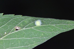 Celticecis pubescens