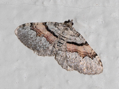 Xanthorhoe packardata