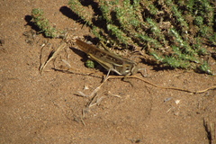 Schistocerca cancellata