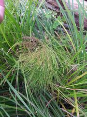 Equisetum sylvaticum image