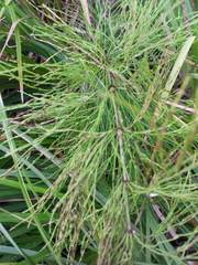 Equisetum sylvaticum image