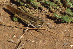 Schistocerca cancellata