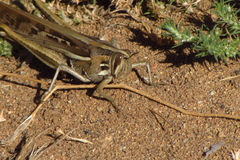 Schistocerca cancellata