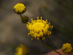 Thelesperma longipes