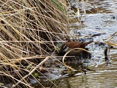 Cinclodes atacamensis