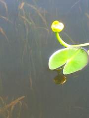 Nuphar microphylla