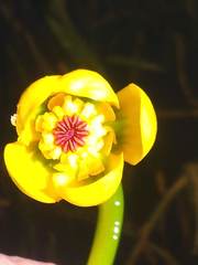 Nuphar microphylla
