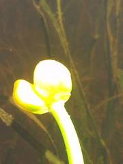 Nuphar microphylla
