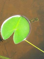 Nuphar microphylla