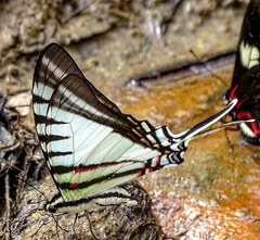 Neographium agesilaus