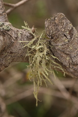 Ramalina subleptocarpha