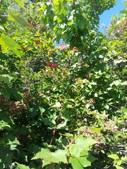 Viburnum cassinoides image
