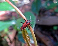 Psilorrhynchus abdominalis