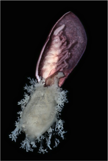 Anelasma squalicola