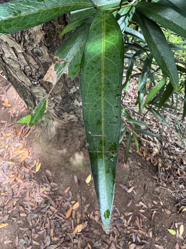 Elaeodendron orientale, photograph 1