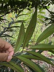 Elaeodendron orientale