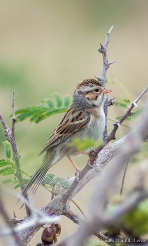 Clay-colored Sparrow