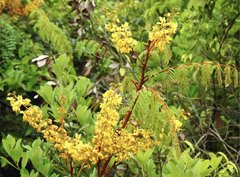 Caesalpinia vernalis