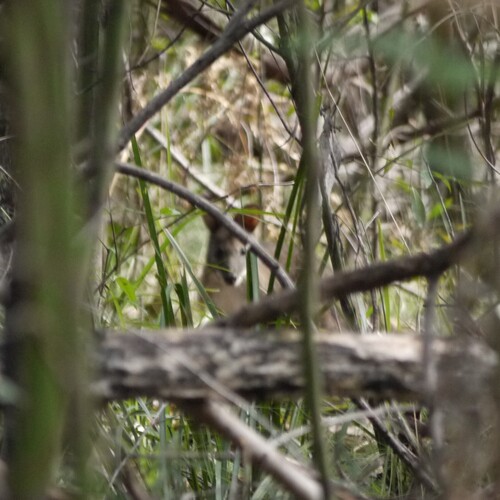 Parma Wallaby