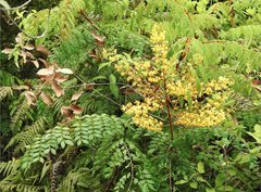 Caesalpinia vernalis