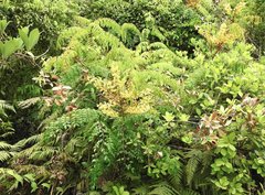 Caesalpinia vernalis